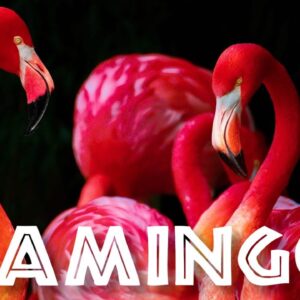 All About Flamingos for Kids: Animal Videos for Children - FreeSchool