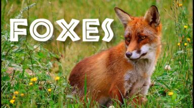 All About Foxes for Kids: Animal Videos for Children - FreeSchool