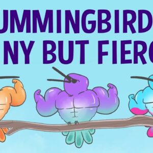 The surprising secrets of hummingbird flight - Kristiina J. Hurme and Alejandro Rico-Guevara