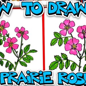How To Draw A Prairie Rose Flower
