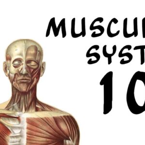 Muscular System 101 - The Human Muscular System and Types of Muscles - FreeSchool 101