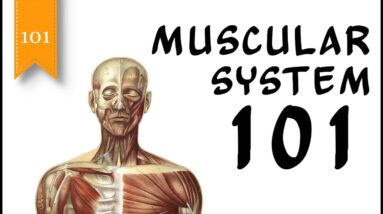 Muscular System 101 - The Human Muscular System and Types of Muscles - FreeSchool 101