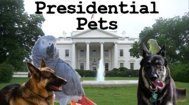 Presidential Pets: the History of Pets in the White House - FreeSchool Presents: Hilarious History