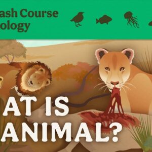 What is an Animal? Crash Course Zoology #1