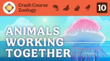 Animals Working Together: Crash Course Zoology #10