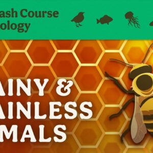 Brainy & Brainless Animals: Crash Course Zoology #5