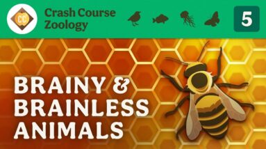 Brainy & Brainless Animals: Crash Course Zoology #5