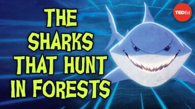 The sharks that hunt in forests - Luka Seamus Wright