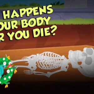 What Happens To Your Body After You Die? | Human Biology | The Dr Binocs Show | Peekaboo Kidz