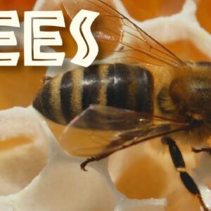 All About Bees for Kids: Bee Facts and Information for Children - FreeSchool