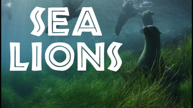 All About Sea Lions for Kids: Sea Lion Facts and Information for Children - FreeSchool